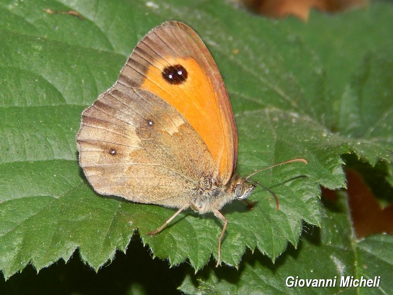 Parco del Ticino :incontri del 18/7/15